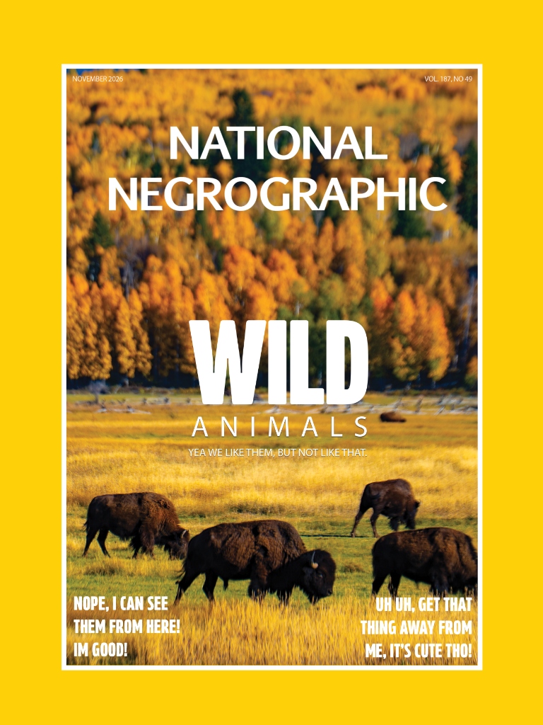 National Negrographic No. 3 - Bisons in the Wild